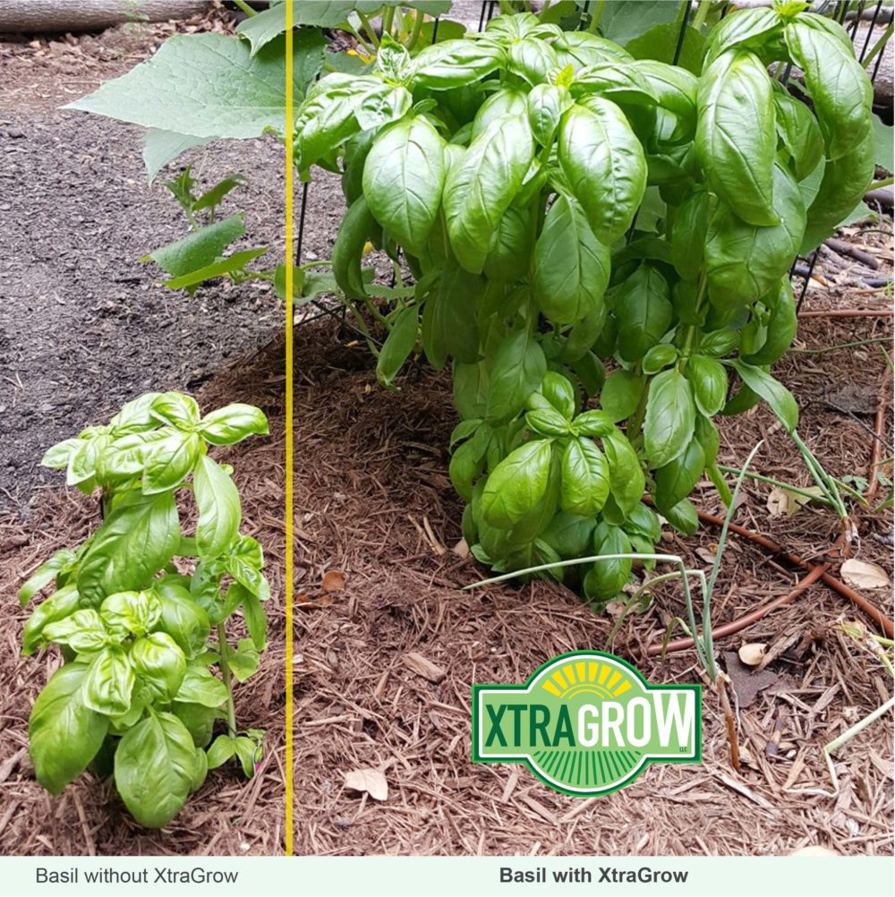 Premium Organic Plant Based Fertilizer Basil