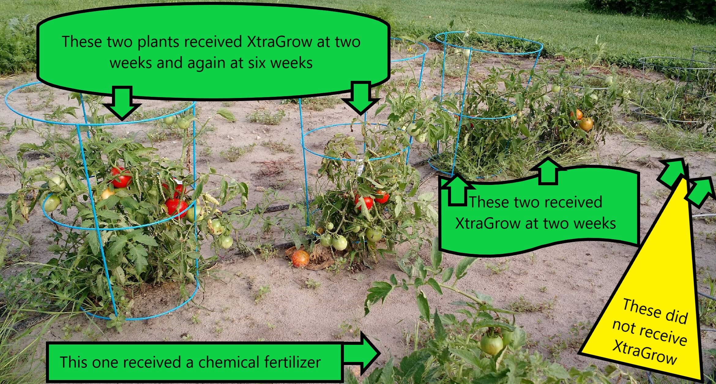 Premium Organic Plant Based Fertilizer Tomato